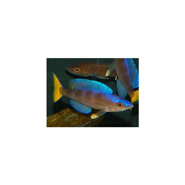 Cyprichromis leptosoma mpulungu 5-6cm