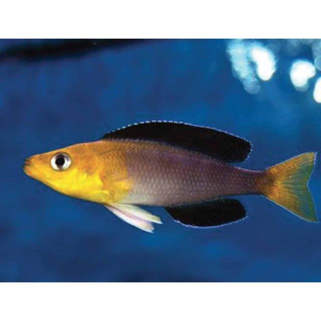 Cyprichromis leptosoma yellow head 5cm