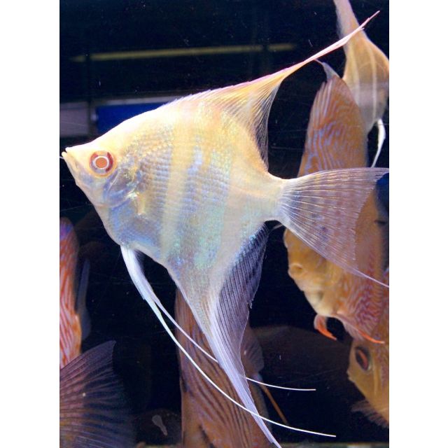 Scalare Dantum albino 7/8cm corpo