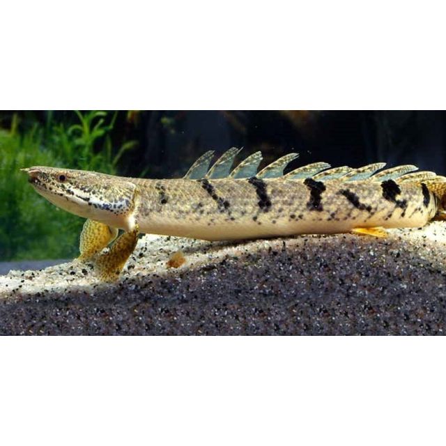 Polypterus delhezi 10-12cm