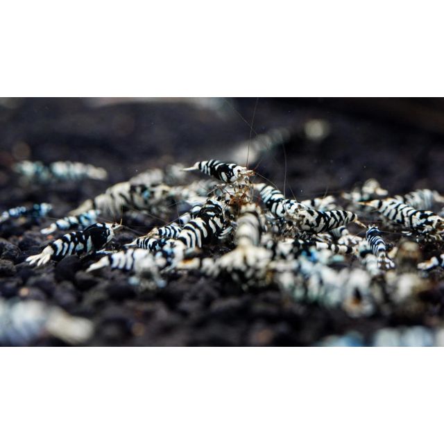 Neocaridina Tiger Black 1cm