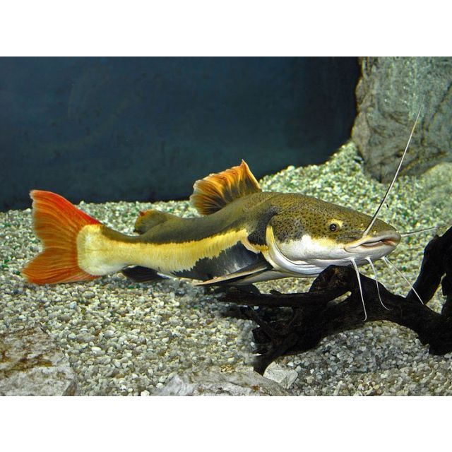 Phractocephalus Hemioliopterus 8-10cm
