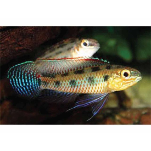 Dicrossus maculata 4-5cm