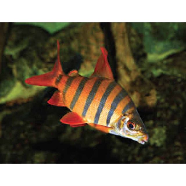 Distichodus Sexfasciatus 5-7cm