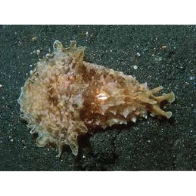 Dolabella auricularia