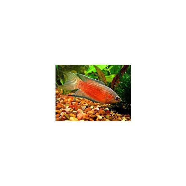Macropodus opercularis Red 4/5cm