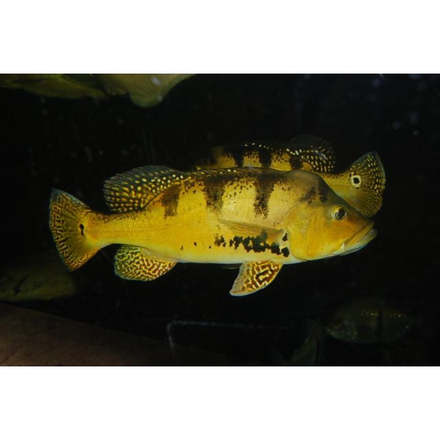 Cichla Kelberi 5-7cm