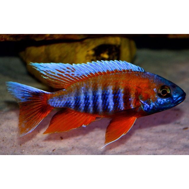 Aulonocara Jacobfreibergi 8-10cm