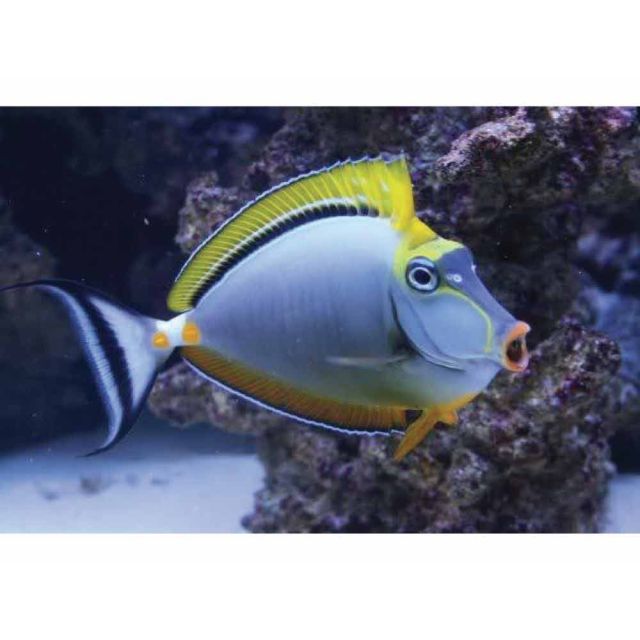 Naso Elegans Taglia 8-10cm