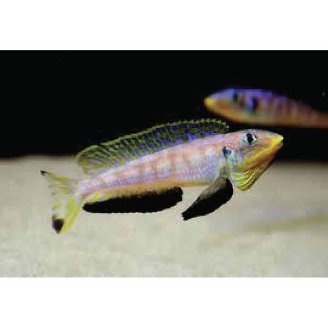 Enantiopus / Xenotilapia melanogenys 6cm