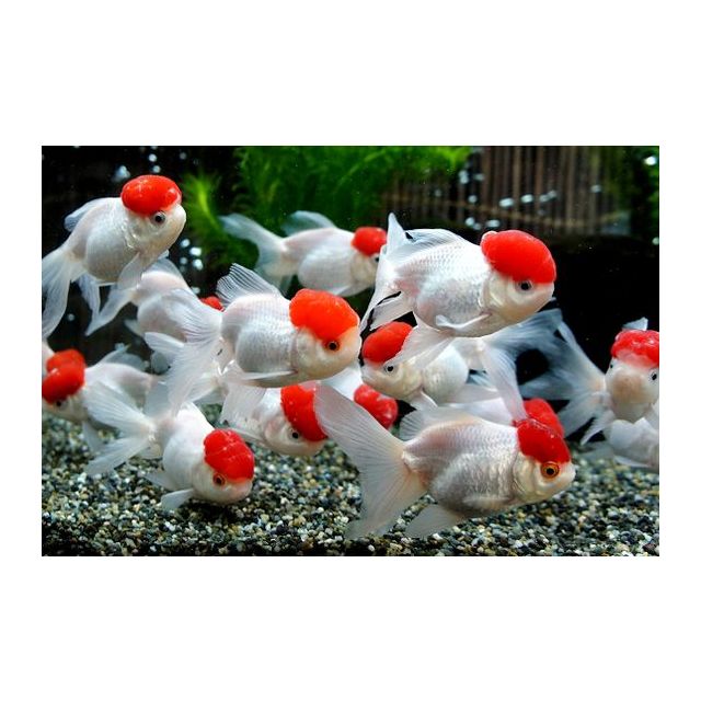 Oranda red cap 5-6cm
