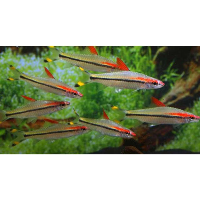 Barbus Denisonii Karnataka super red 6-8cm