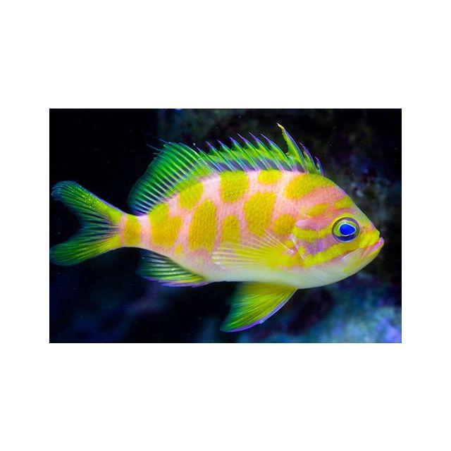 Holanthias borbonius 4-6cm
