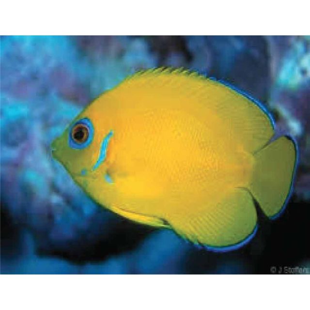 Centropyge flavissimus