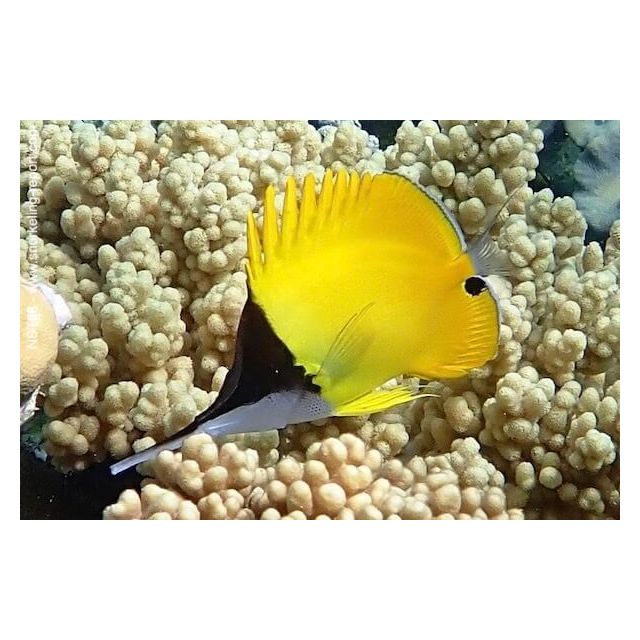 Forcipiger longirostris 8/10cm