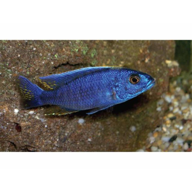 COPPIA Sciaenochromis fryeri 5-7cm