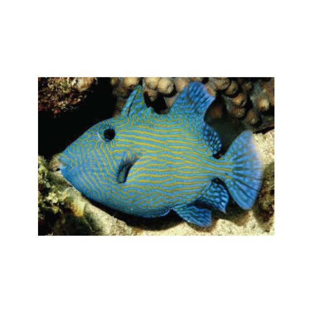 Pseudobalistes fuscus 6/8cm