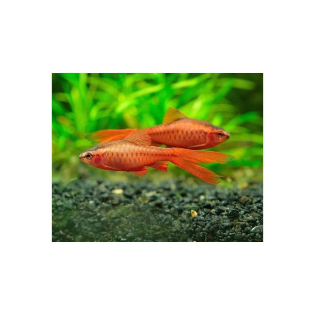 Barbus Titteya super red ALBINO pinne a velo 2-3cm