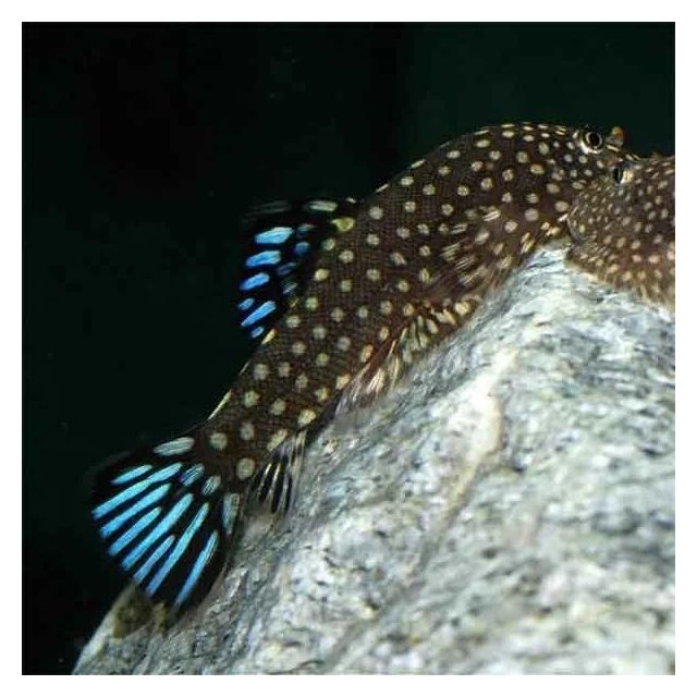 Gastromyzon sp. Blue-Tail 3-4cm