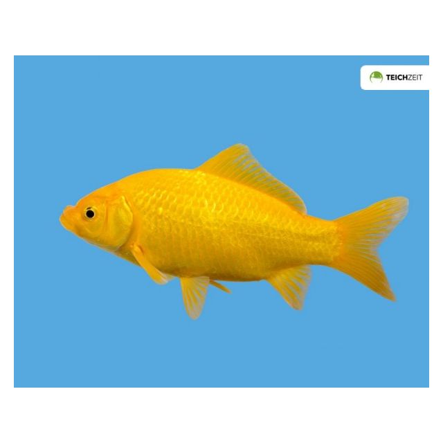 Carassius Auratus "Canarino" 4/7cm