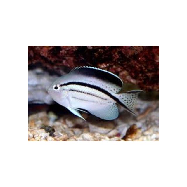 Genicanthus lamarck 6/7cm