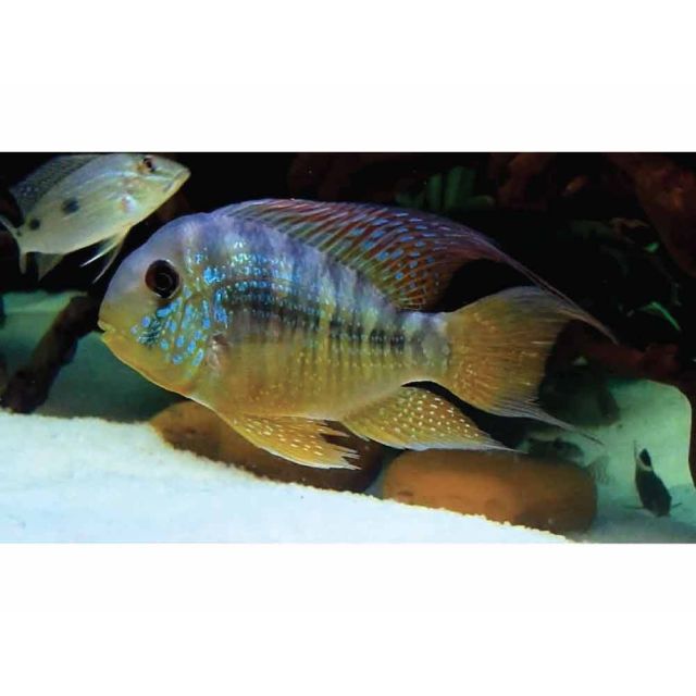 Geophagus Balzanii 4-6cm
