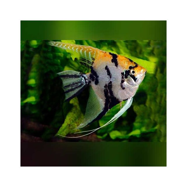 Scalare Gold Marble 5cm