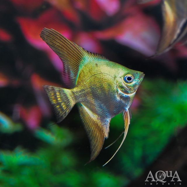 Scalare bulgarian green 4-5cm