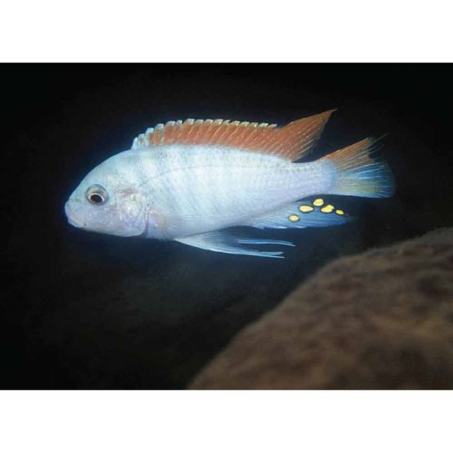 Pseudotropheus greshakei albino 5cm