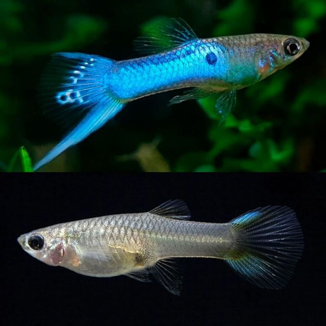 COPPIA Guppy japan blue