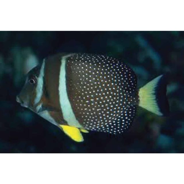 Acanthurus guttatus 10/12cm
