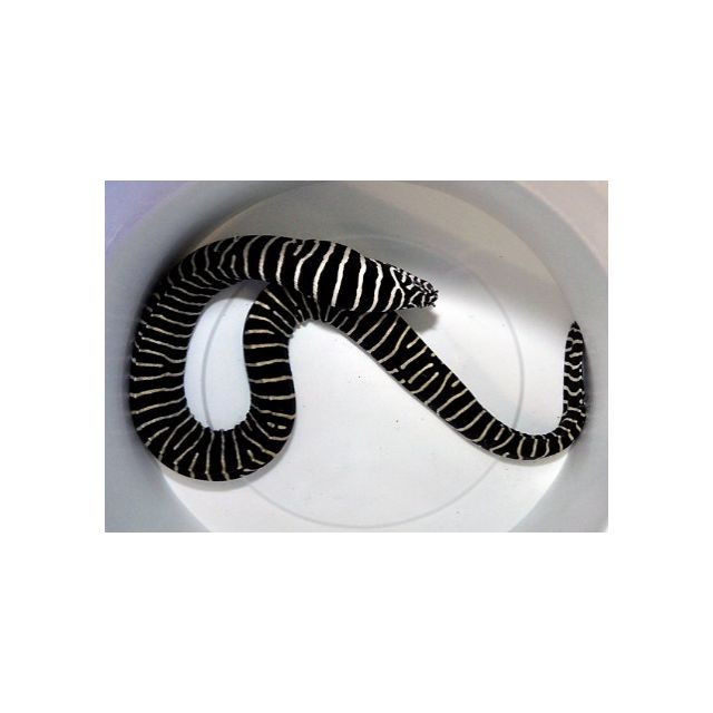Gymnomuraena zebra 40/45cm