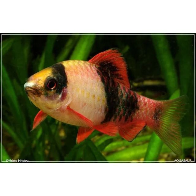 Barbus Panda 2-3cm