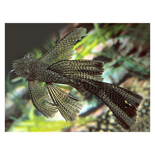 Ancistrus black P.V 3-5cm