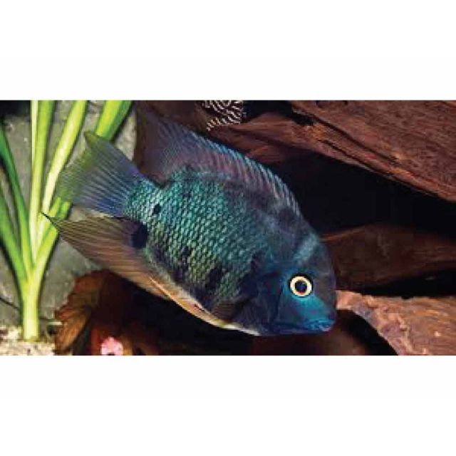 Heros sp. Rio Negro