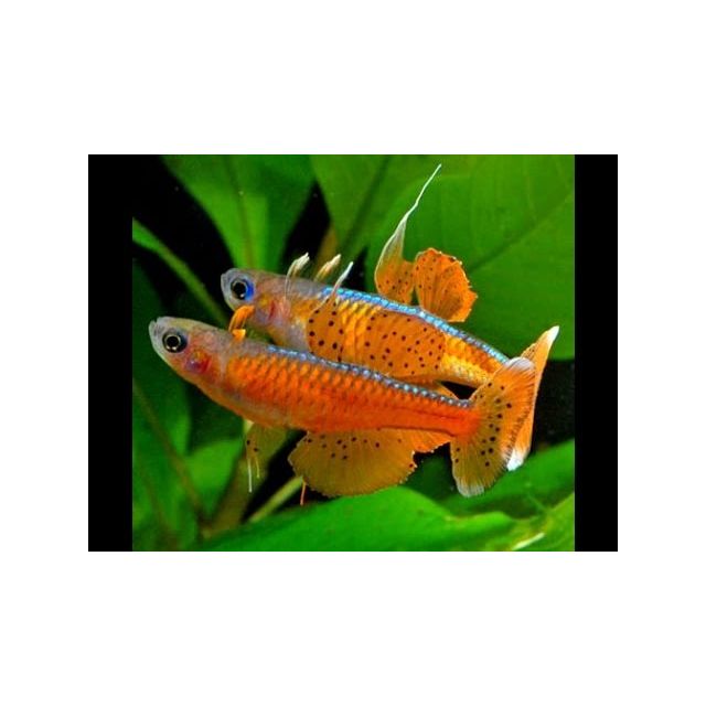 Pseudomugil Paskai 1-2cm