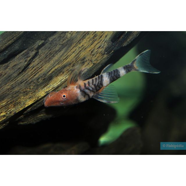 Nannoptopoma sp. zebra 3-4cm