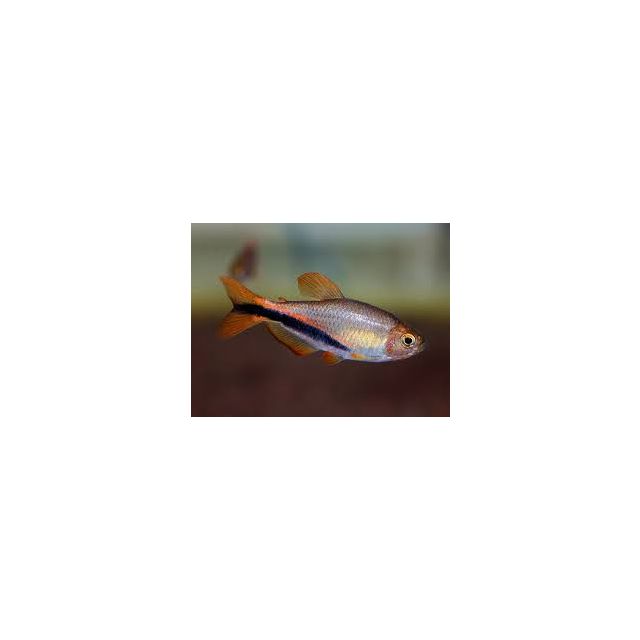 Inpaichthys Luizae 1,5-2cm