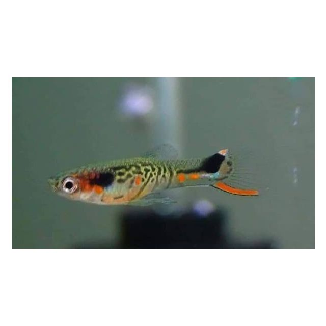 COPPIA Guppy Endler no113 Cumana