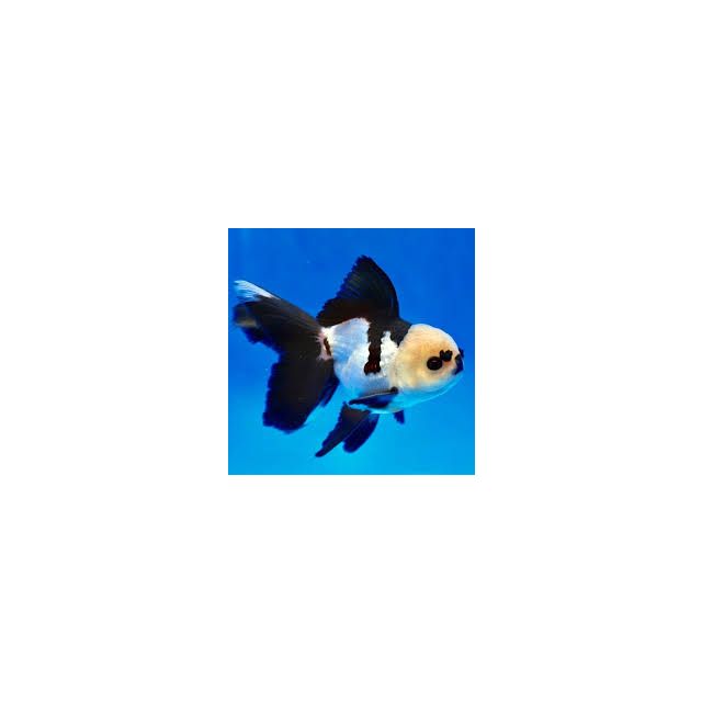 Oranda Panda 4-5cm