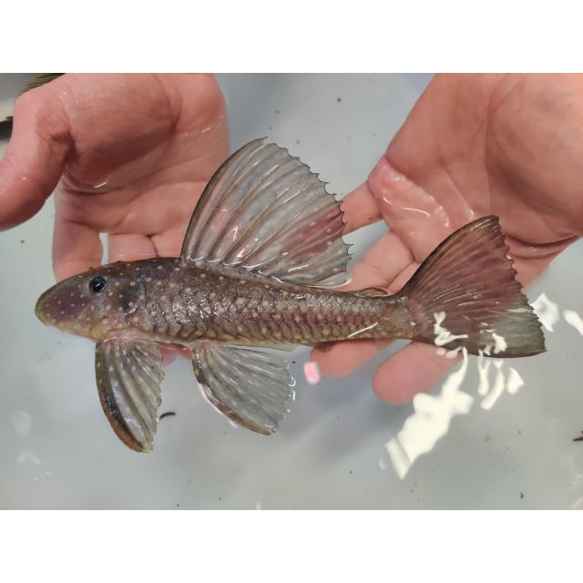 Hypostomus luteus Fase I 8-10cm