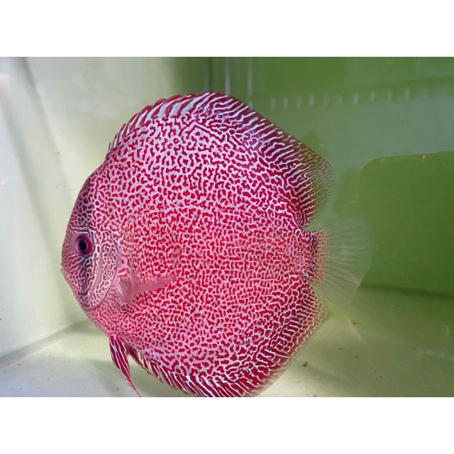 Discus panthera 4/6cm