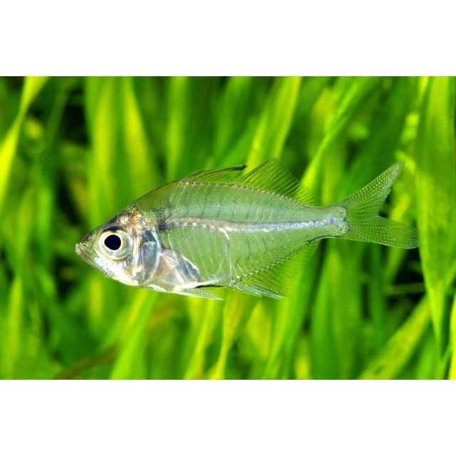 Parambassis siamensis 3cm