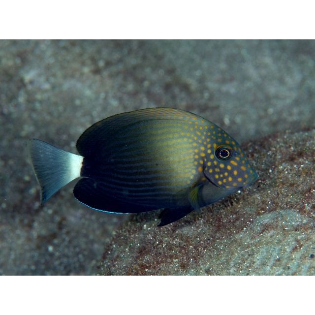 Acanthurus Maculiceps 4/6cm