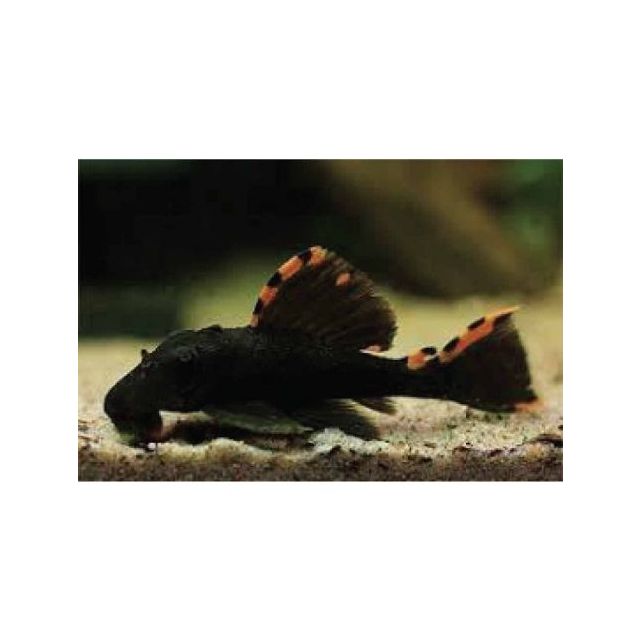 l091 Leporacanthicus triactis 4-6cm