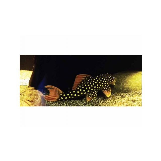 l014 Scobinancistrus aureatus 16-18cm