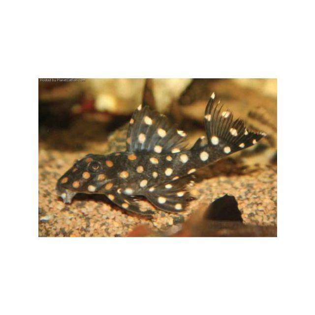 L201a Hypancistrus contradens 4-6cm