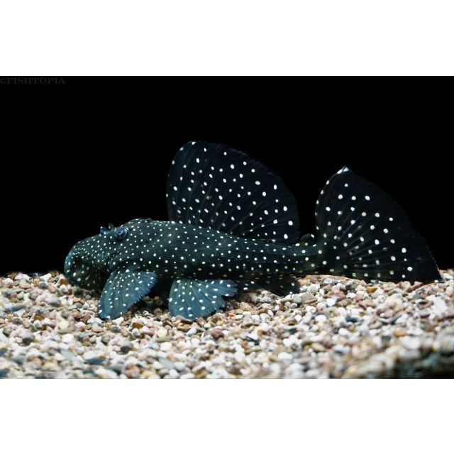 l240 Leporacanthicus cf. galaxias 4-6cm