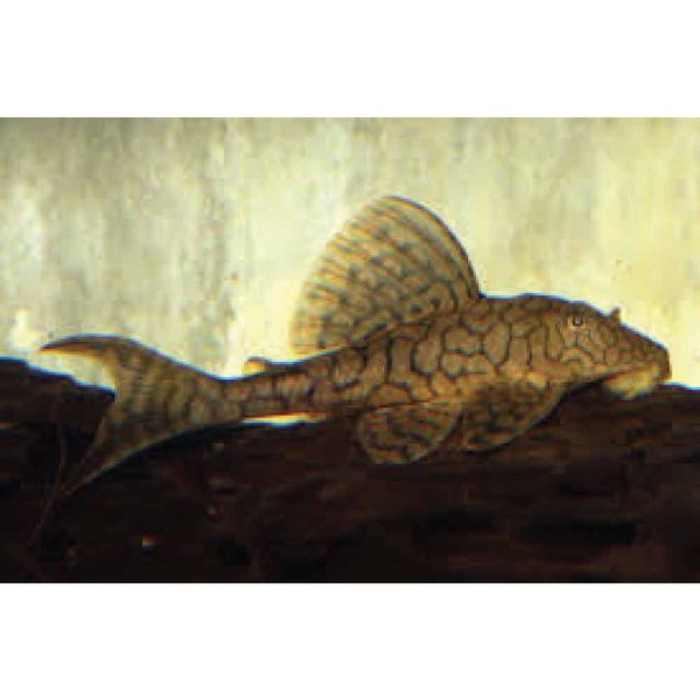 l037 Hypostomus sp. 6-7cm
