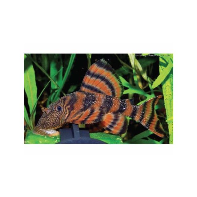 l397 Panaqolus sp. 2-3cm